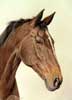 Portrait quin du cheval marron KHEOPS